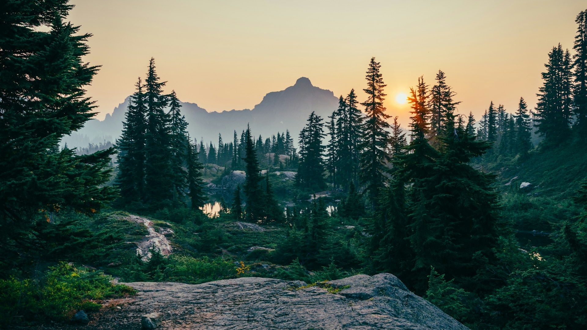 Evergreen trees on a ridge at sunset